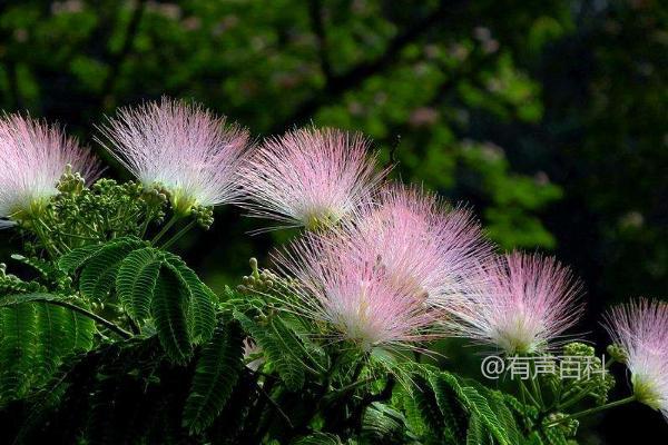 合欢花的开花时间和功效作用