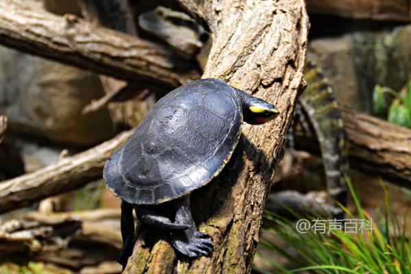 圆澳龞可否在深水条件下养殖，成年后是否适合深水环境养殖