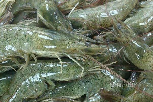 根据南美白对虾苗期生长情况调整投喂方式和饲料种类