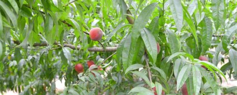 如何施肥才能让桃树高产？探究桃树的吸肥特点