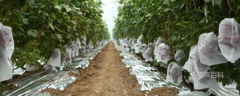 果园葡萄如何进行套袋，套袋前需进行一次杀菌