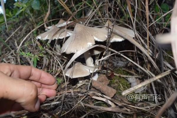 鸡枞菌的人工种植方法介绍