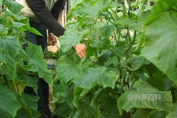 多变气候下如何护理黄瓜，定植后保温保湿要注意