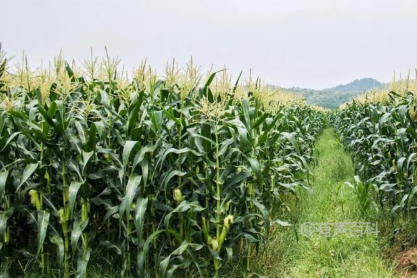 王太094玉米品种的特性及全生育期水浇灌次数介绍