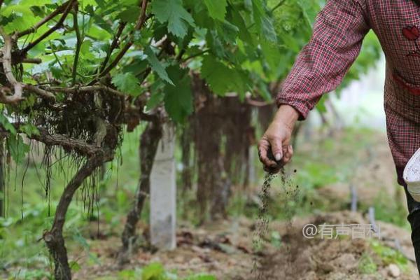 葡萄施底肥常见的五大错误做法：不是越深越好