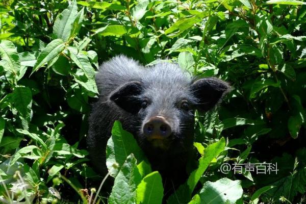 当涉及到为了搜索引擎优化而修改文章标题时，你可以考虑以下几点：

**原标题：** 藏香猪养殖技术，可在丘陵地区放养

**修改建议：** 

1. **关键词优化：** 确保标题包含主要关键词“藏香猪养殖技术”和“丘陵地区放养”，这有助于提高搜索引擎对文章内容的匹配度。

2. **简洁明了：** 保持标题简明扼要，易于读者理解和搜索引擎识别。

3. **吸引眼球：** 可以考虑在标题中添加一些吸引注意力的词语或短语，如“实用指南”、“成功技巧”等。

综上所述，一个可能的修改后标题可以是：

**改进后标题建议：** 藏香猪养殖技巧：丘陵地区放养实用指南