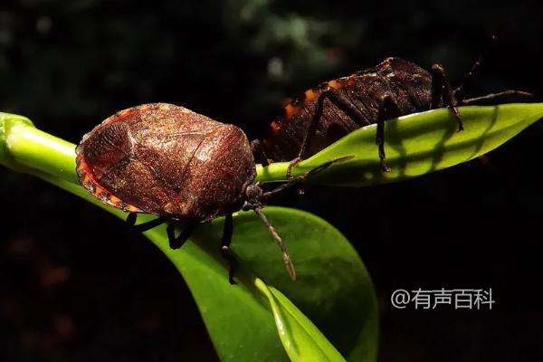 你希望了解九香虫的生长地点和捕捉方法的详细信息吗？例如，你是否想知道特定地区的生长环境，或是捕捉技巧的具体步骤？