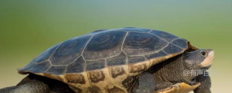 通常，乌龟的背甲和腹甲是通过侧板相连的。