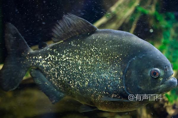 红腹水虎鱼的饲养技巧及主要饲料介绍