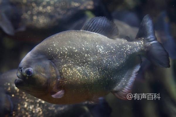 红腹水虎鱼的饲养技巧及主要饲料介绍