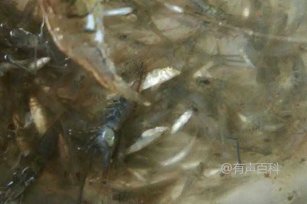 鲫鱼纯饲料喂养技巧：如何选择饲料实现快速生长