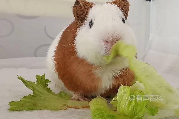 荷兰猪的食物推荐：苹果、橙子、莴苣、茄子等果蔬