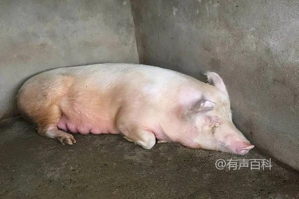 母猪气喘不进食的处理方法及注意事项