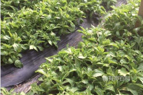 冰草种植技巧：定植前应适量施入磷肥