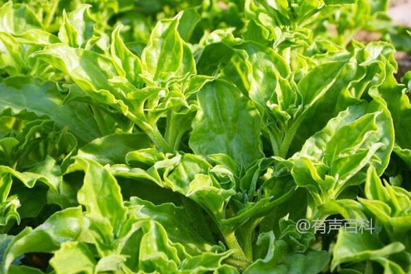 冰草种植技巧：定植前应适量施入磷肥