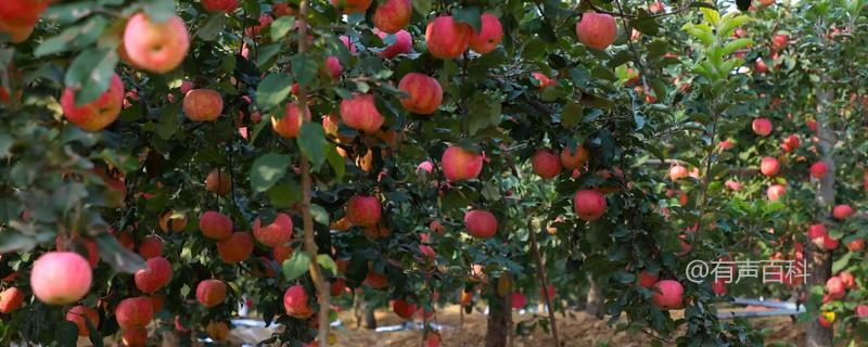 如何通过修剪提高苹果树的产量，有效疏除多余