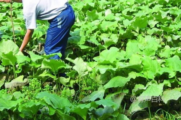 牛蒡的种植和收获时间，春季播种可在8-11月份收获