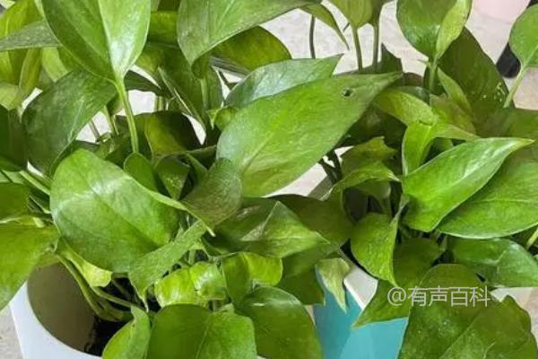 绿萝需什么肥料，适合使用绿野花卉专用肥料