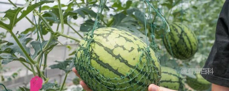 西瓜吊蔓种植技巧：如何选择富含有机质的肥沃