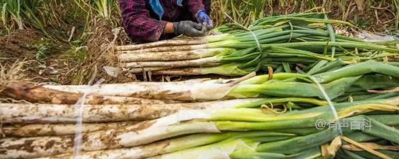 种植大葱：高产葱白的种植技巧及温度要求