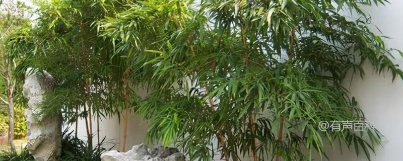 庭院种植哪些植物风水好又旺财