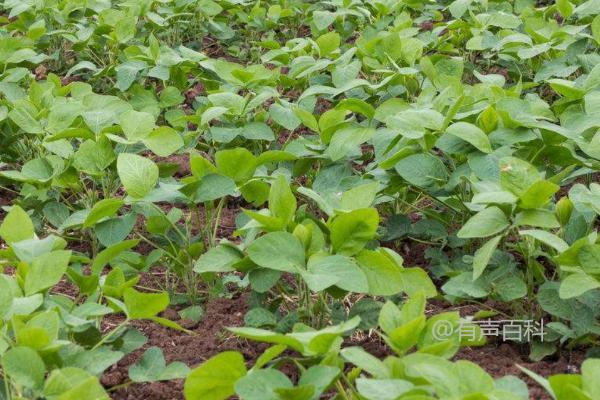 东农豆128大豆种植详解，适宜地区5月上旬播种