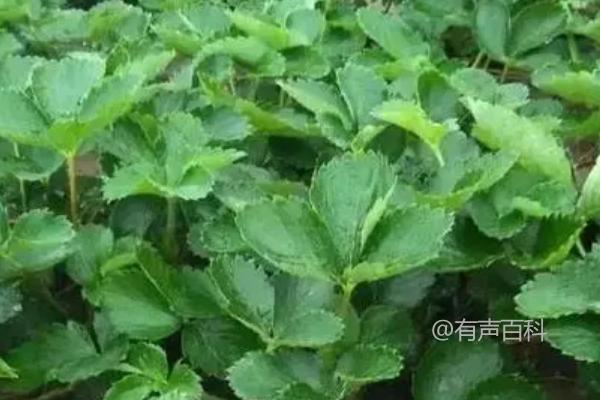 草莓种植技巧：草莓可以连续栽种吗？