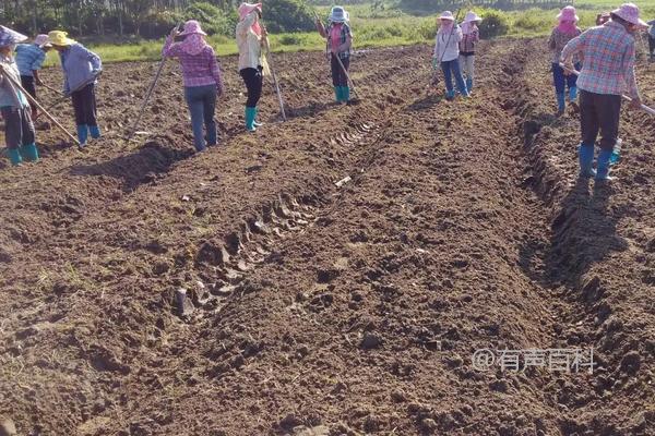 白薇种植技巧及种植收益分析