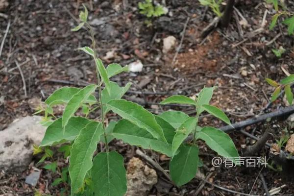 白薇种植技巧及种植收益分析