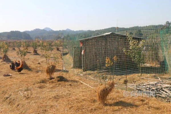 果园适合养鸡吗？适合在已经种植满两年的果园中进行鸡养殖