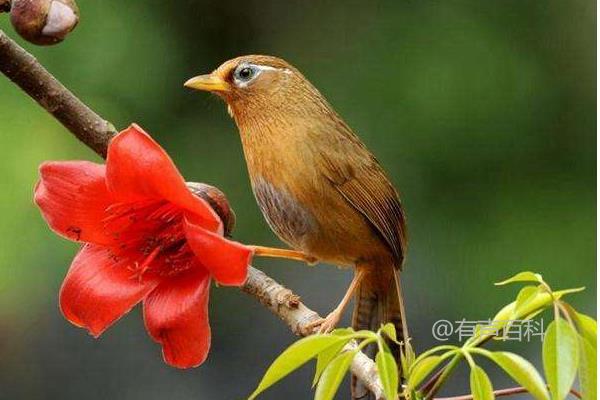 画眉鸟饲料配方，根据不同季节补充不同食物