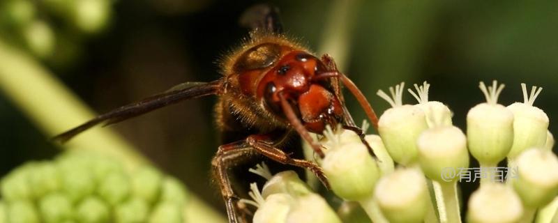 虎头蜂是益虫还是害虫？虎头蜂的主要食物有哪