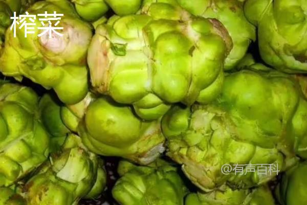 榨菜和儿菜是同一种菜吗？