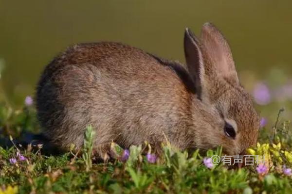 冬季野兔活动规律及作息习性详解