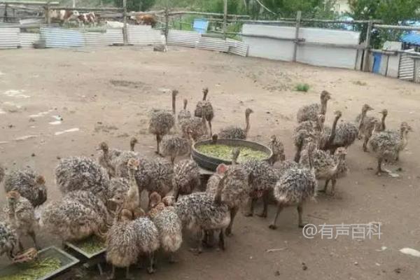 如何合理饲养鸵鸟：青饲料、瓜果和蔬菜是必备的食物