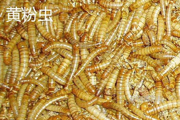 昆虫养殖技术及方法详解