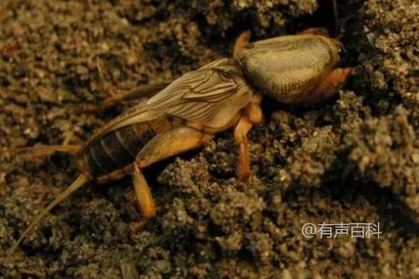 蝼蛄的食物及饲养管理