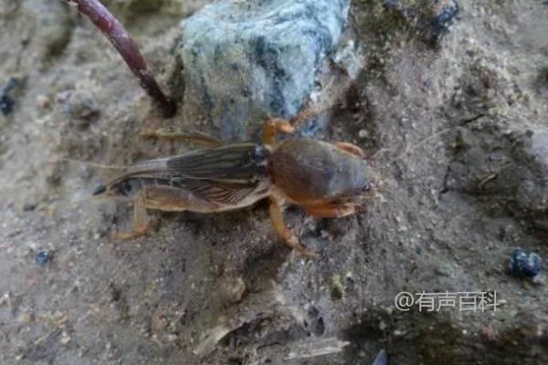 蝼蛄的食物及饲养管理