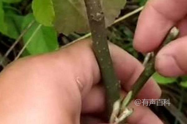 果树接穗技术要领：牢记这四个关键点