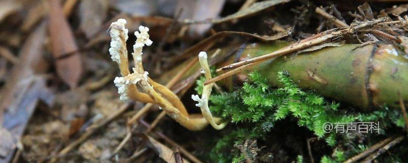 金蝉幼苗种植时间及注意事项