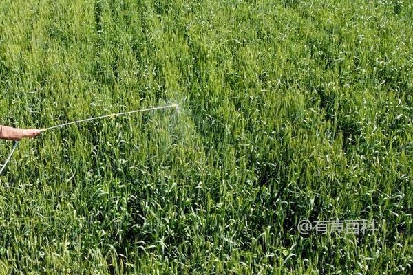 生物农药的使用要点和喷药时间选择建议