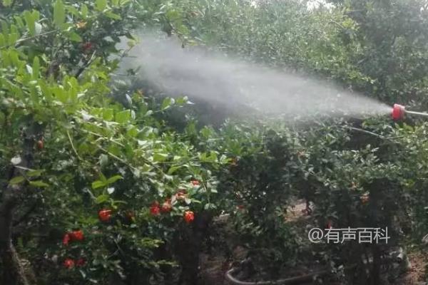 生物农药的使用要点和喷药时间选择建议