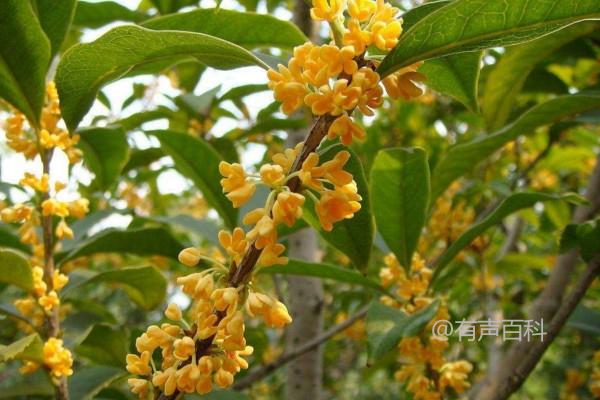 四季桂花树的种植养护技巧，浇水要适度控制