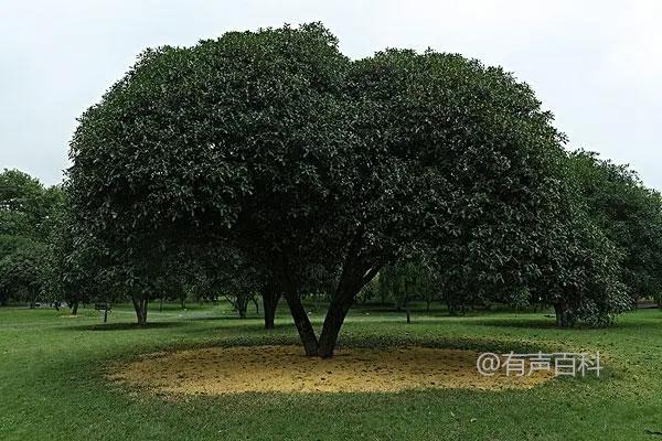 四季桂花树的种植养护技巧，浇水要适度控制