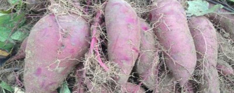 紫薯种苗价格及种植方法，详细品种介绍和病虫