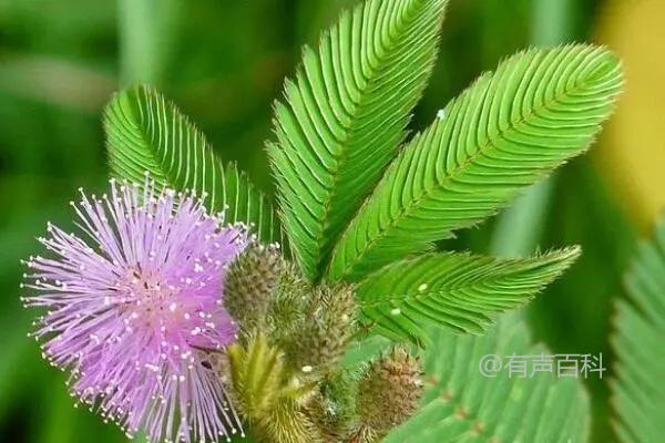 在家种植盆栽含羞草的方法：浸泡种子与播种准备