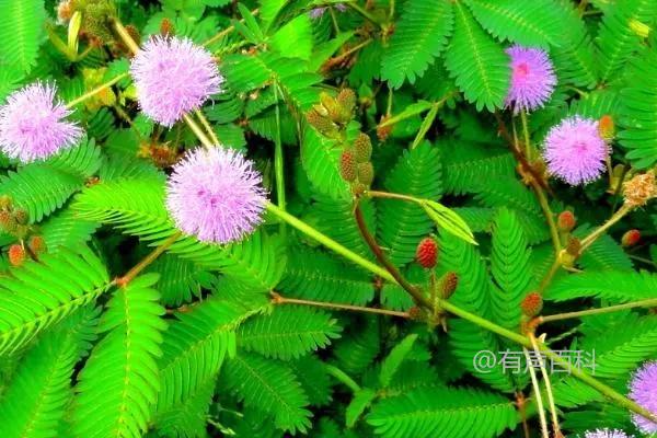 在家种植盆栽含羞草的方法：浸泡种子与播种准备