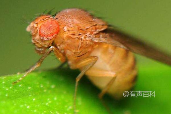 果蝇的危害及常见防治方法，水果和茄科蔬菜易受其侵害