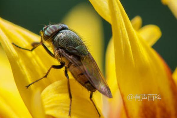 果蝇的危害及常见防治方法，水果和茄科蔬菜易受其侵害