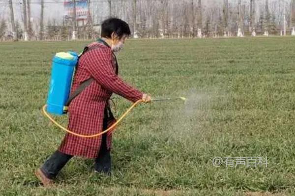 小麦一叶一心可以施用除草剂吗？建议不要在此时喷洒药剂，以免产生药害